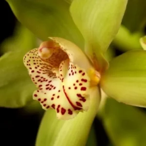 Orhidee Cymbidium 'Baltic Honey Bonny'