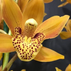 Orhidee Cymbidium Cora portocaliu - parfumat