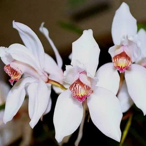 Orhidee Cymbidium Erythrostylum