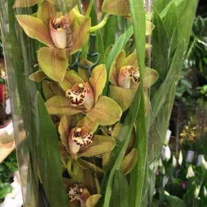 Orhidee Cymbidium Loch Torridon Copper