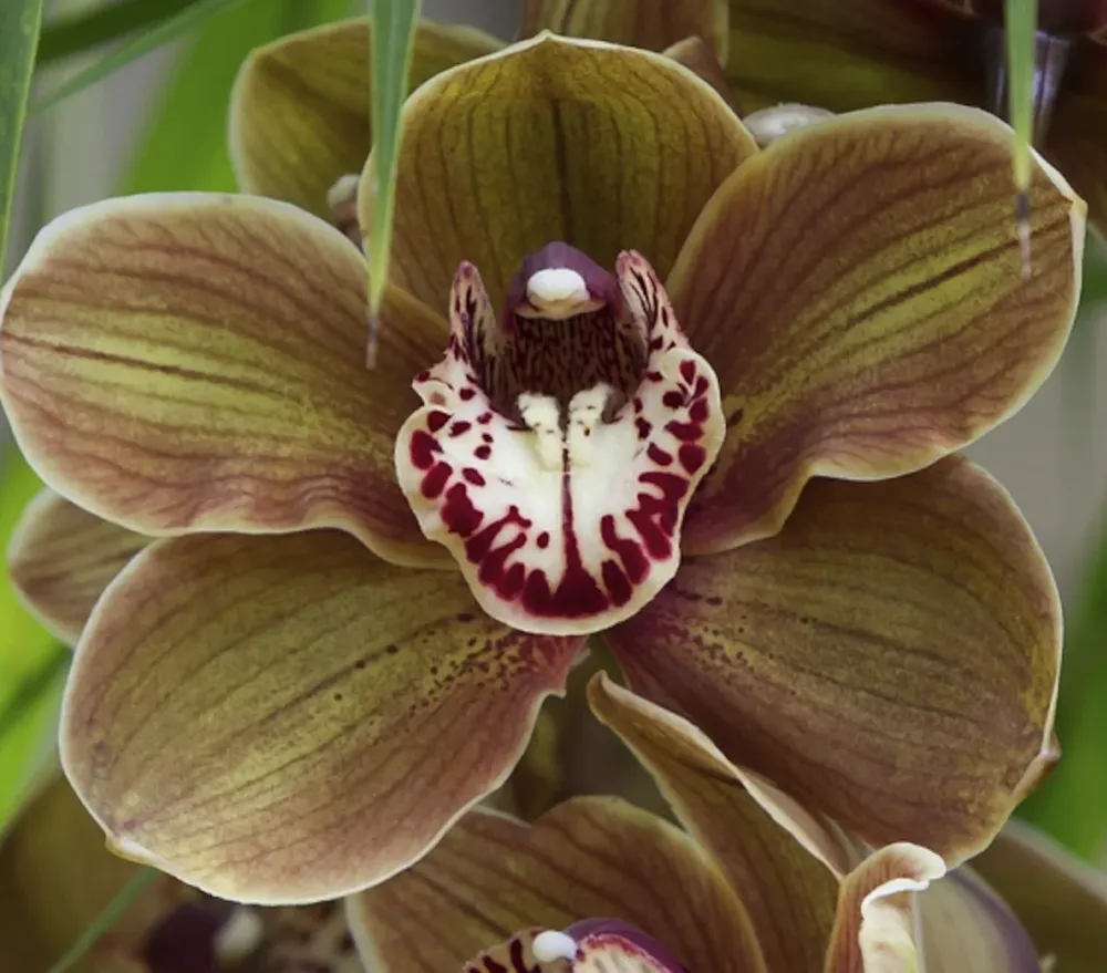 Orhidee Cymbidium Loch Torridon Copper