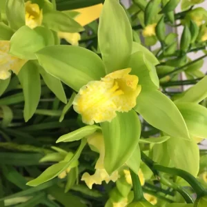 Orhidee Cymbidium verde Concolor