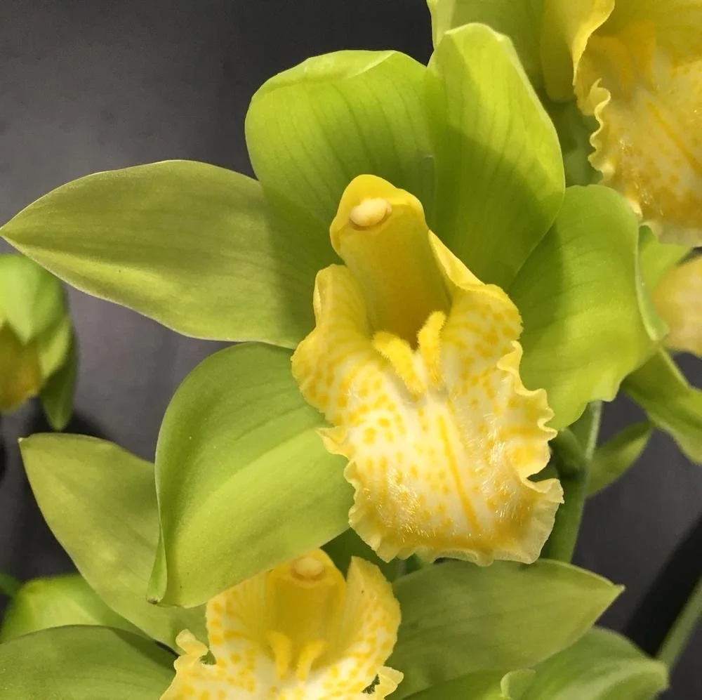 Orhidee Cymbidium verde Concolor