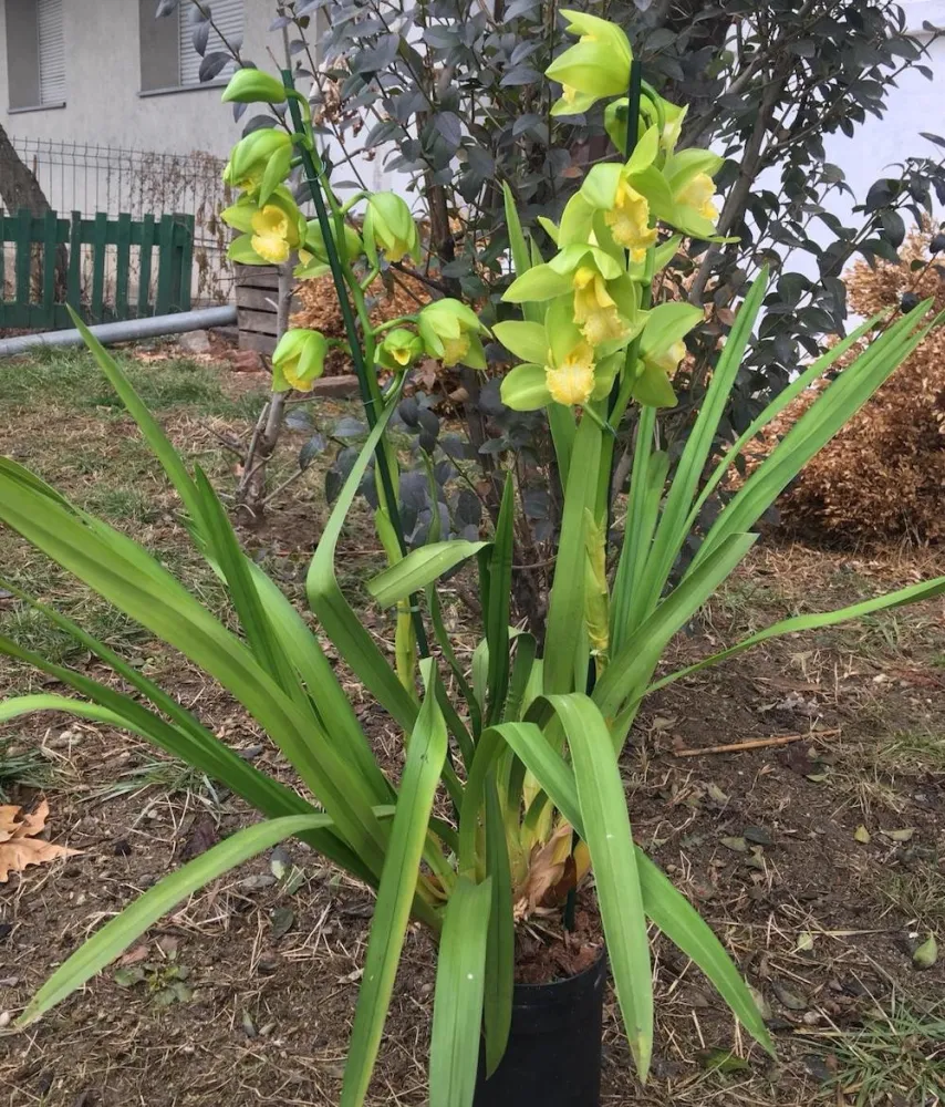 Orhidee Cymbidium verde Concolor