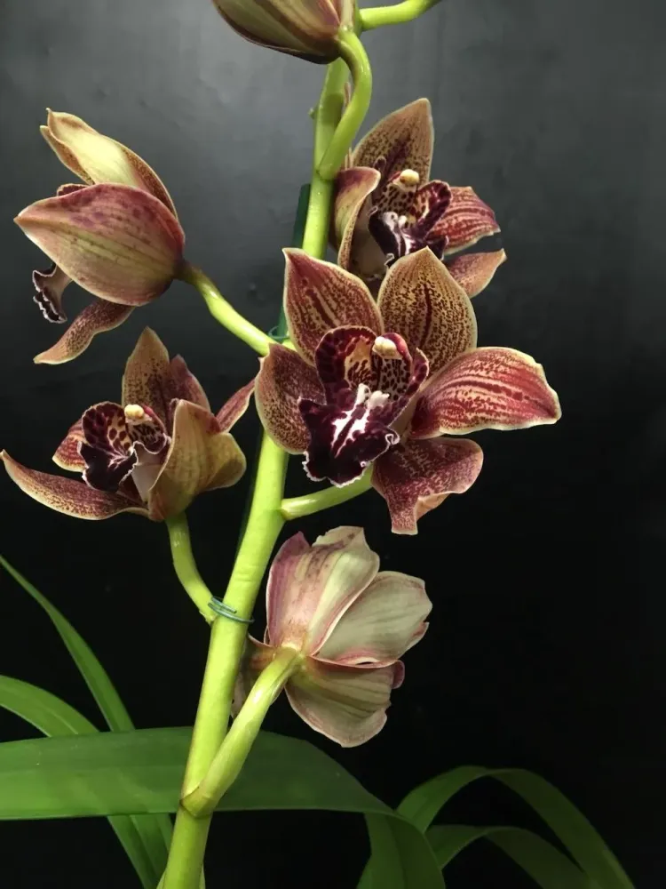 Orhidee Cymbidium Vienna Flor (flori XL)