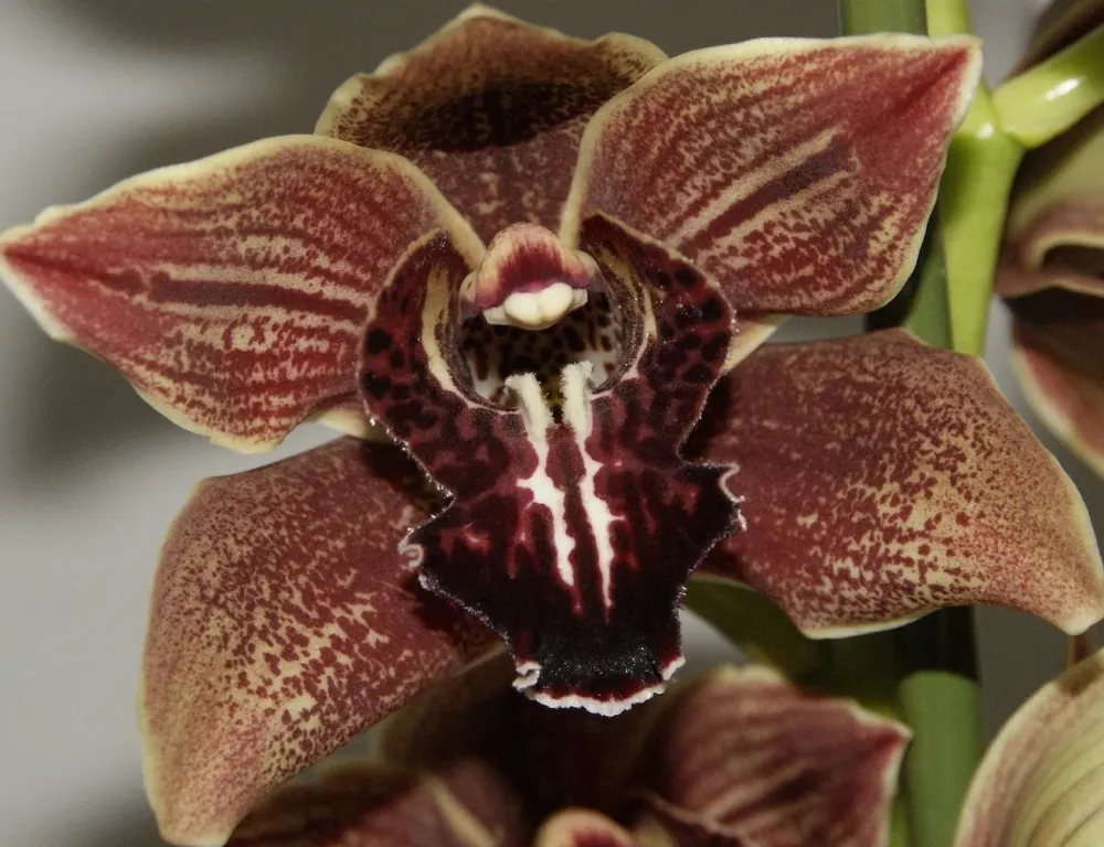 Orhidee Cymbidium Vienna Flor (flori XL)