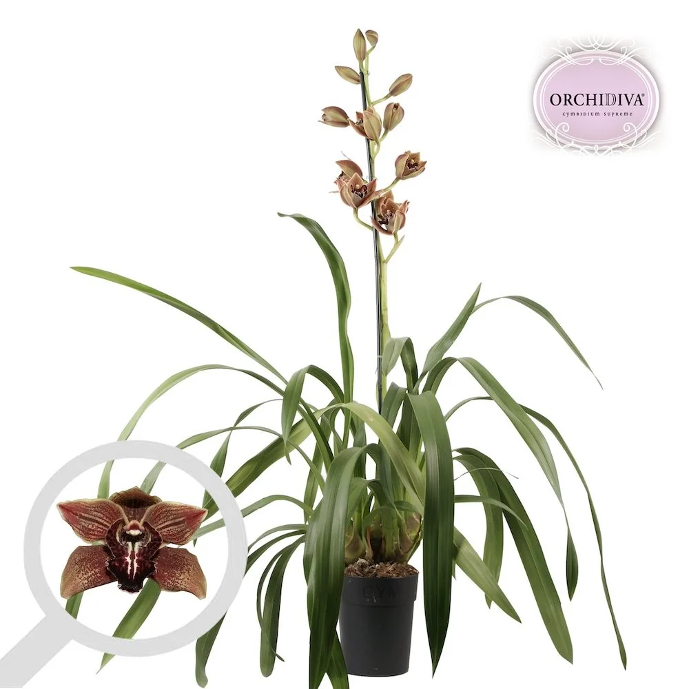 Orhidee Cymbidium Vienna Flor (flori XL)