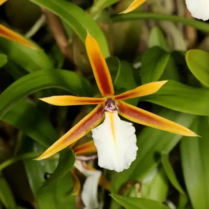 Orhidee Epidendrum (Dinema) polybulbon Lindl. 1826
