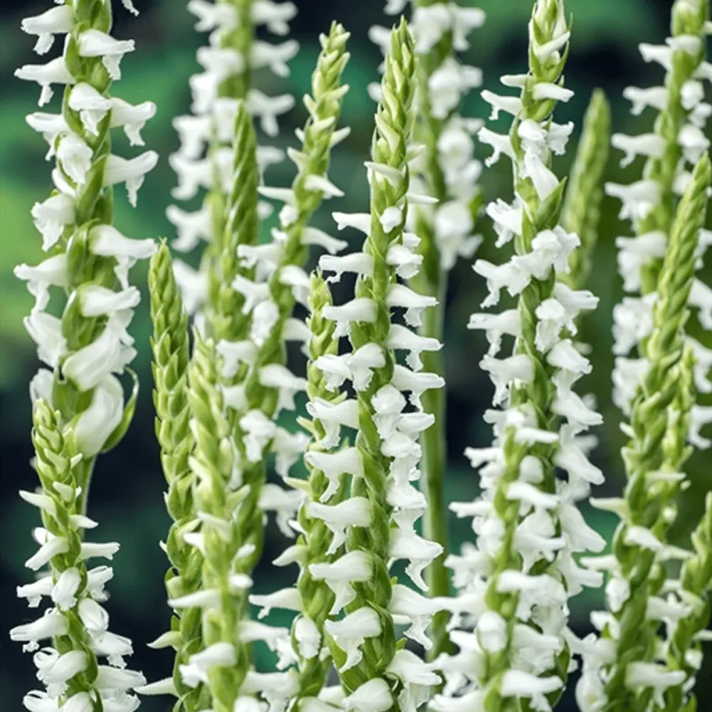 Orhidee de gradina - Spiranthes cernua var. odorata ‘Chadd’s Ford’