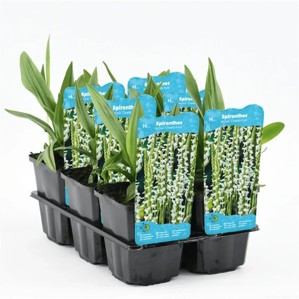 Orhidee de gradina - Spiranthes cernua var. odorata ‘Chadd’s Ford’