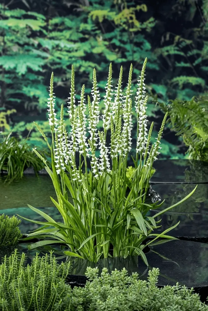 Orhidee de gradina - Spiranthes cernua var. odorata ‘Chadd’s Ford’