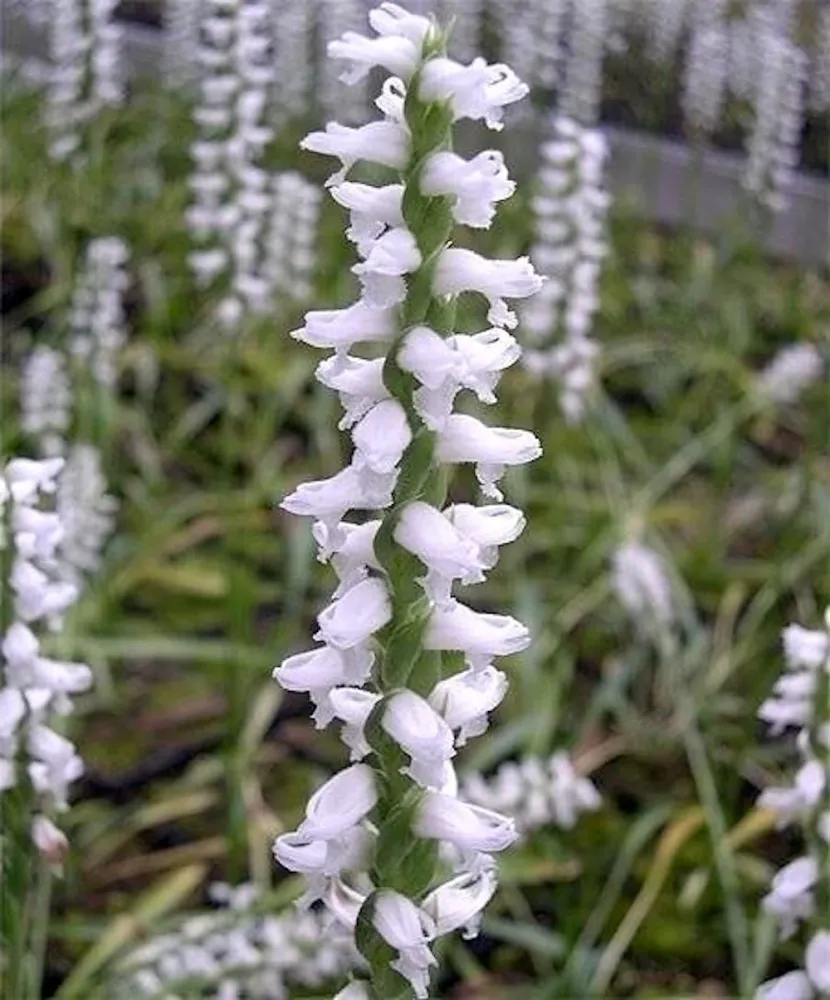 Orhidee de gradina - Spiranthes cernua var. odorata ‘Chadd’s Ford’