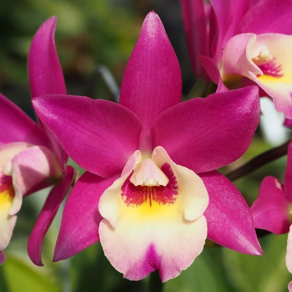 Orhidee Lcn. Chien Ya Cranberry 'Pink Beauty' parfumata