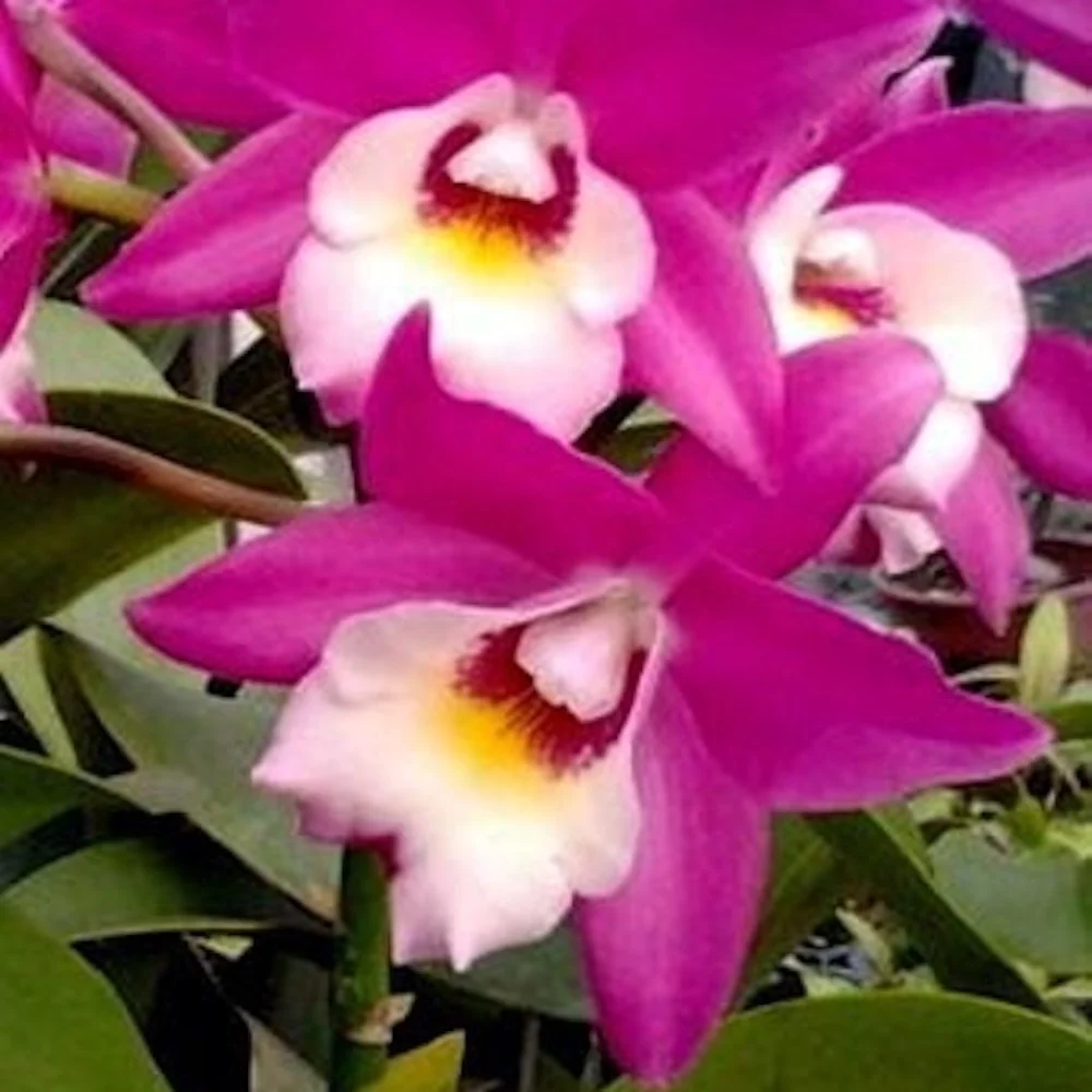 Orhidee Lcn. Chien Ya Cranberry 'Pink Beauty' parfumata