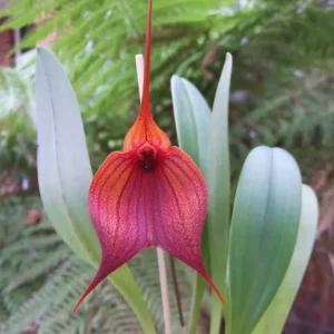 Orhidee Masdevallia Prince Charming