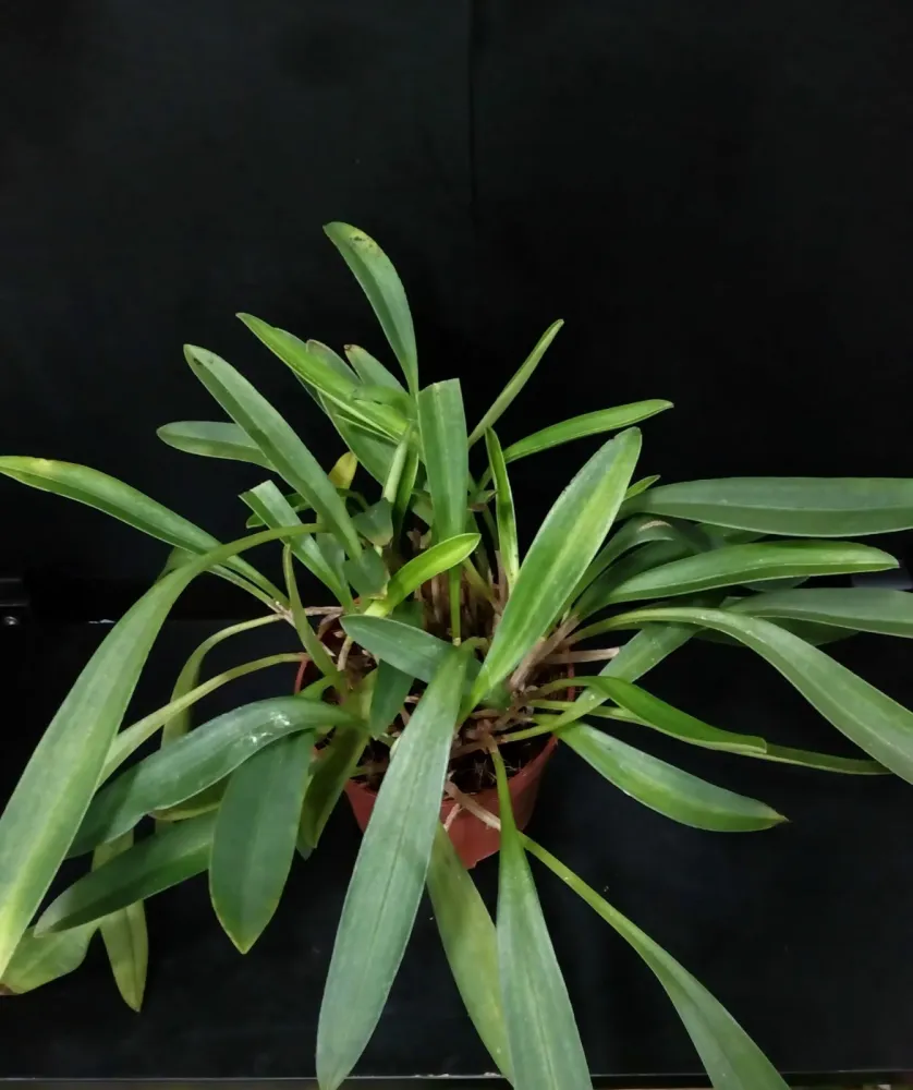 Orhidee Masdevallia Prince Charming