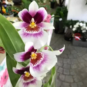 Orhidee Miltoniopsis Patricia Marie Linares