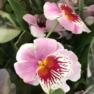 Orhidee Miltoniopsis roz parfumata Maui Mist Golden Gate