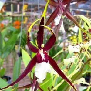 Orhidee Odontobrassia Kenneth Bivin Santa Barbara