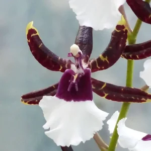 Orhidee Odontonia Samurai parfumat