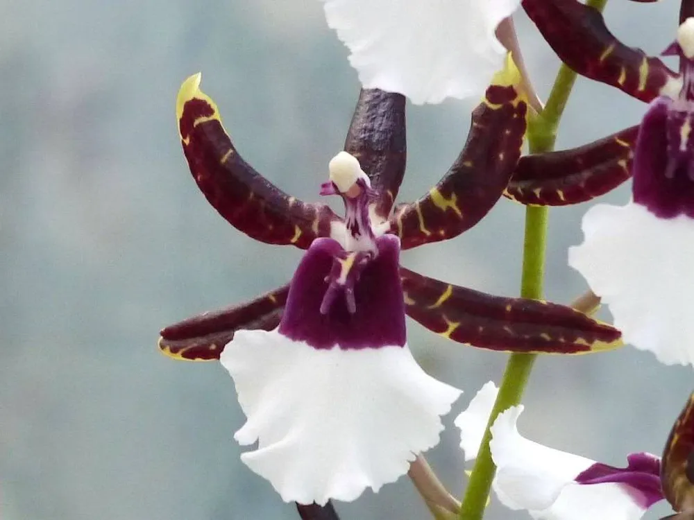Orhidee Odontonia Samurai parfumat