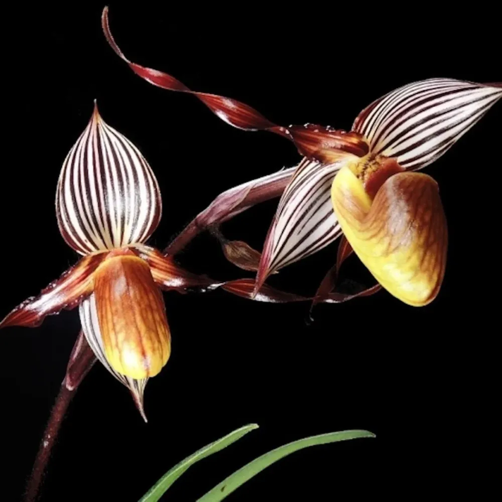 Orhidee Paphiopedilum Gardineri (Wilhelminae) (secvential /multiflower)