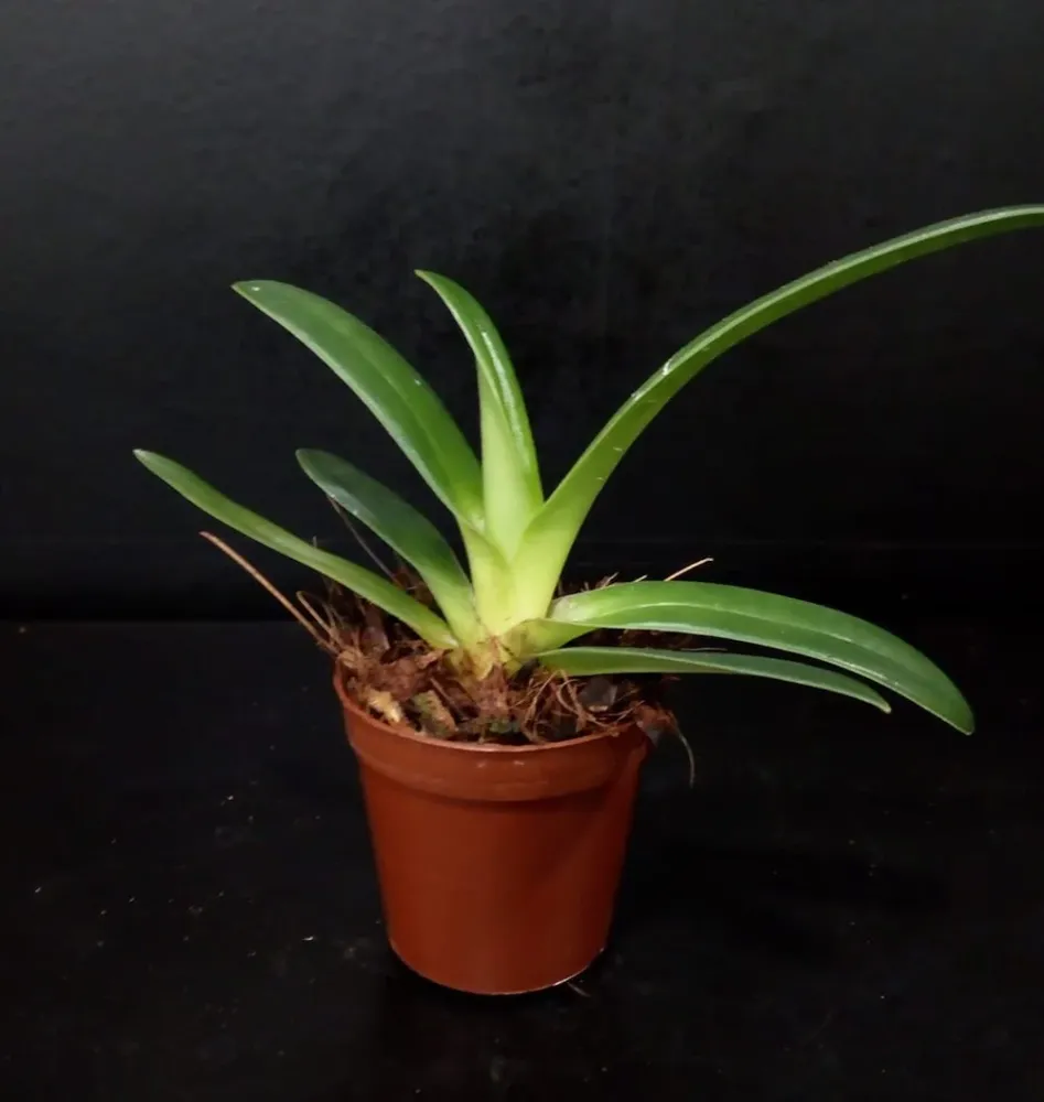 Orhidee Paphiopedilum Gardineri (Wilhelminae) (secvential /multiflower)