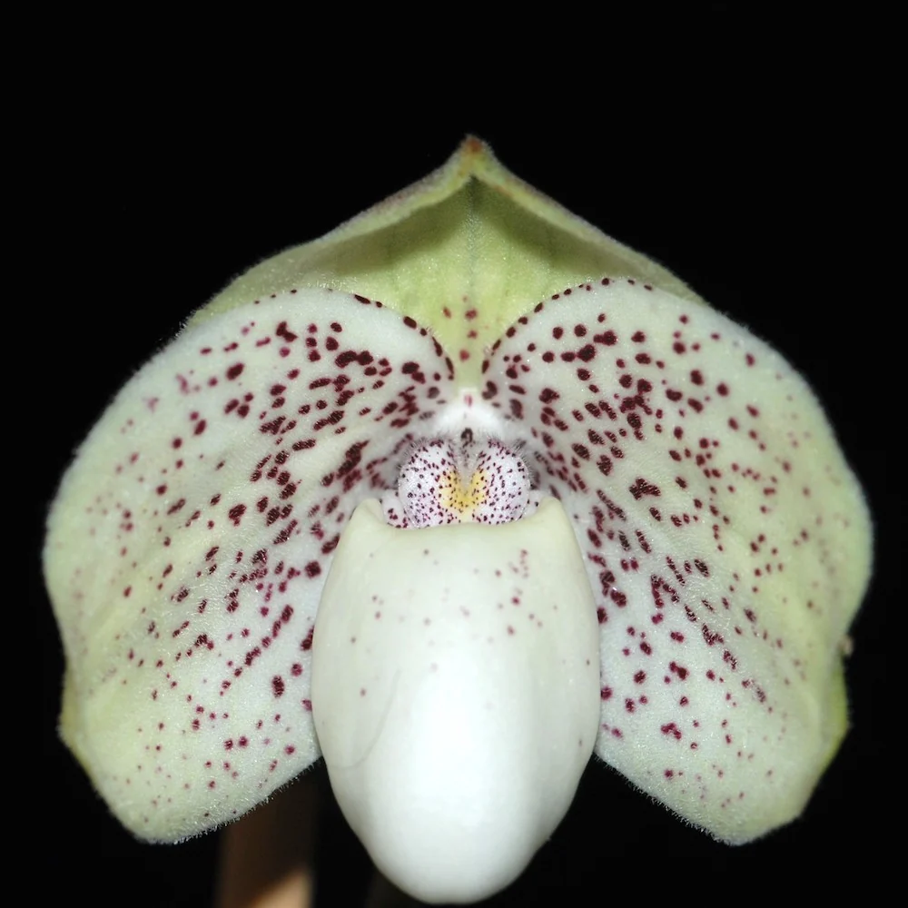 Orhidee Paphiopedilum Greyi (paphi. godefroyae × paphi. niveum)