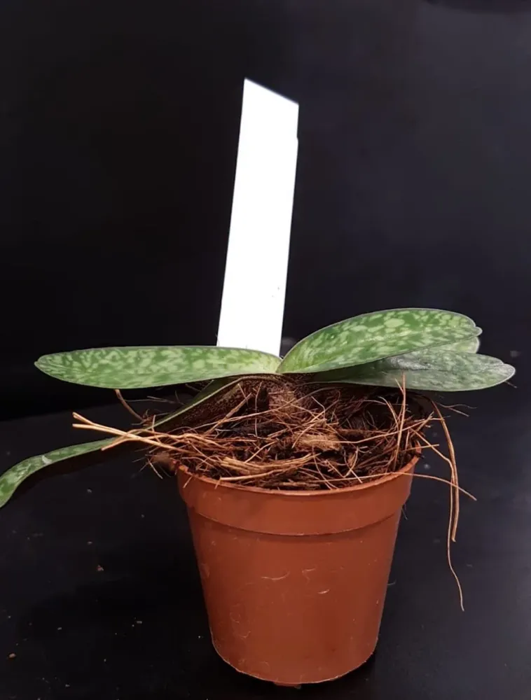 Orhidee Paphiopedilum Greyi (paphi. godefroyae × paphi. niveum)