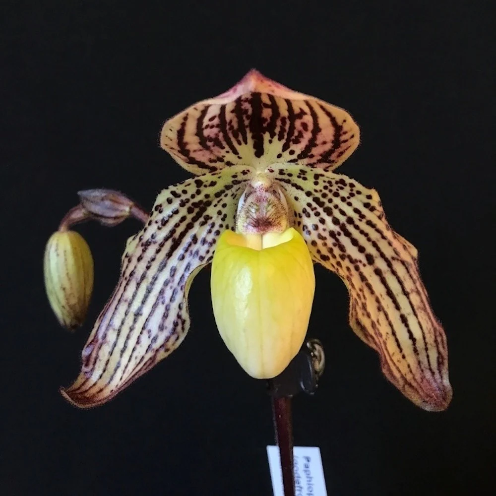 Orhidee Paphiopedilum Jennifer Stage (Paphio philipinense x godefroyae) (secvential/multiflower)