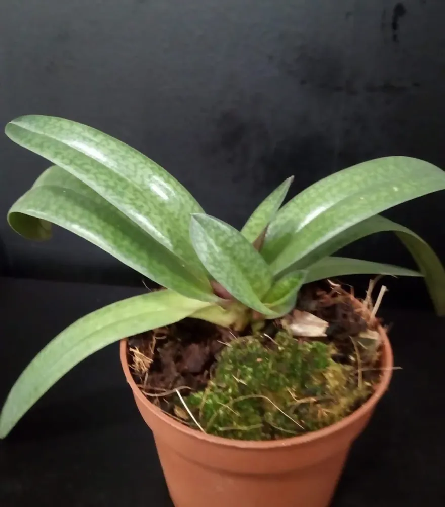 Orhidee Paphiopedilum Jennifer Stage (Paphio philipinense x godefroyae) (secvential/multiflower)