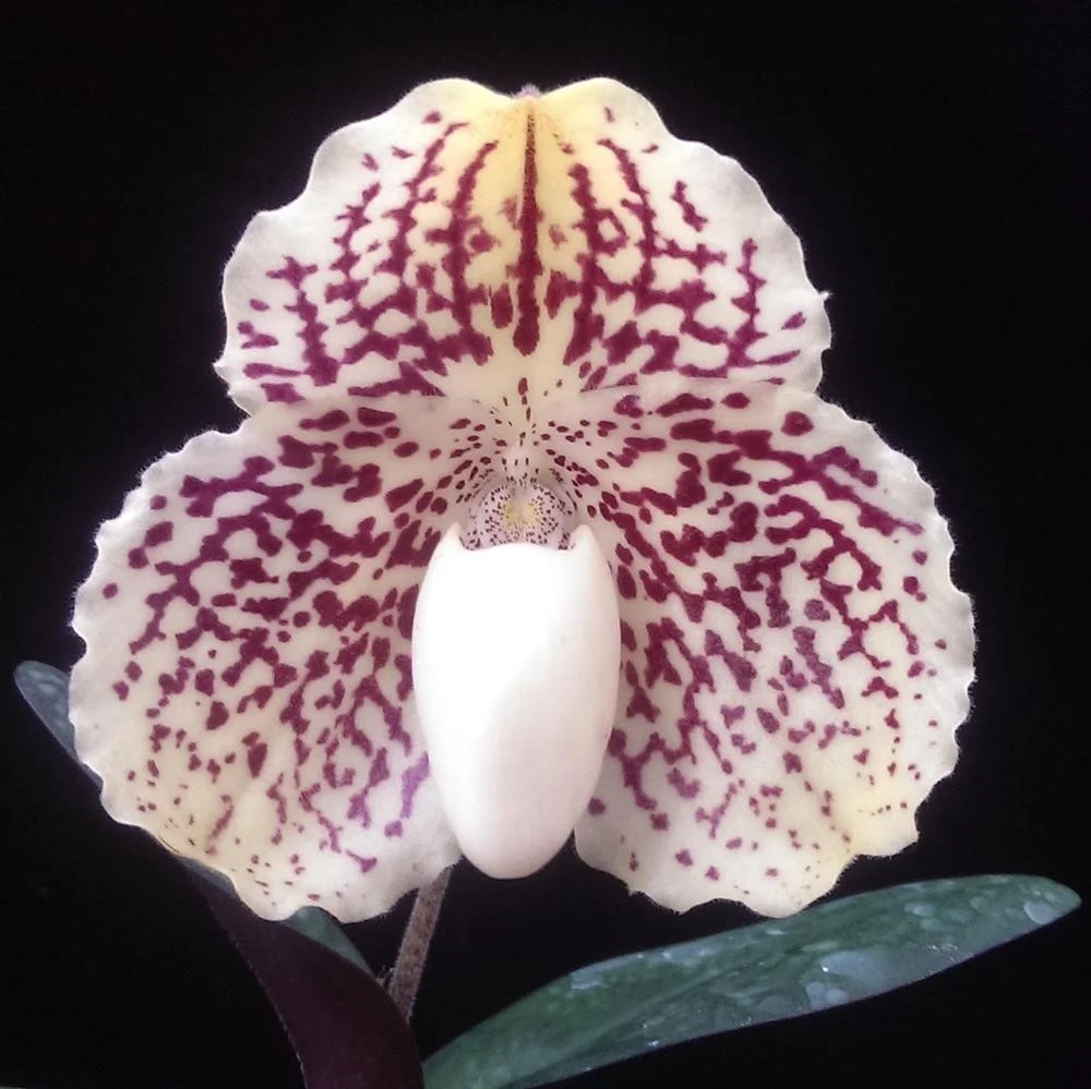 Orhidee Paphiopedilum Leucochilum