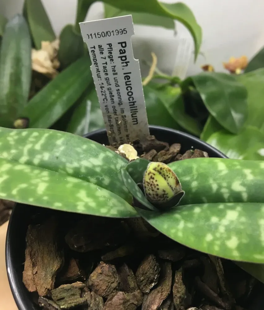 Orhidee Paphiopedilum Leucochilum