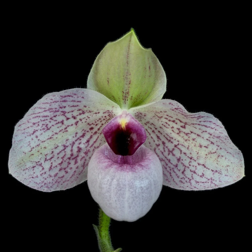 Orhidee Paphiopedilum Lynleigh Koopowitz (delenatii × malipoense ) parfumat