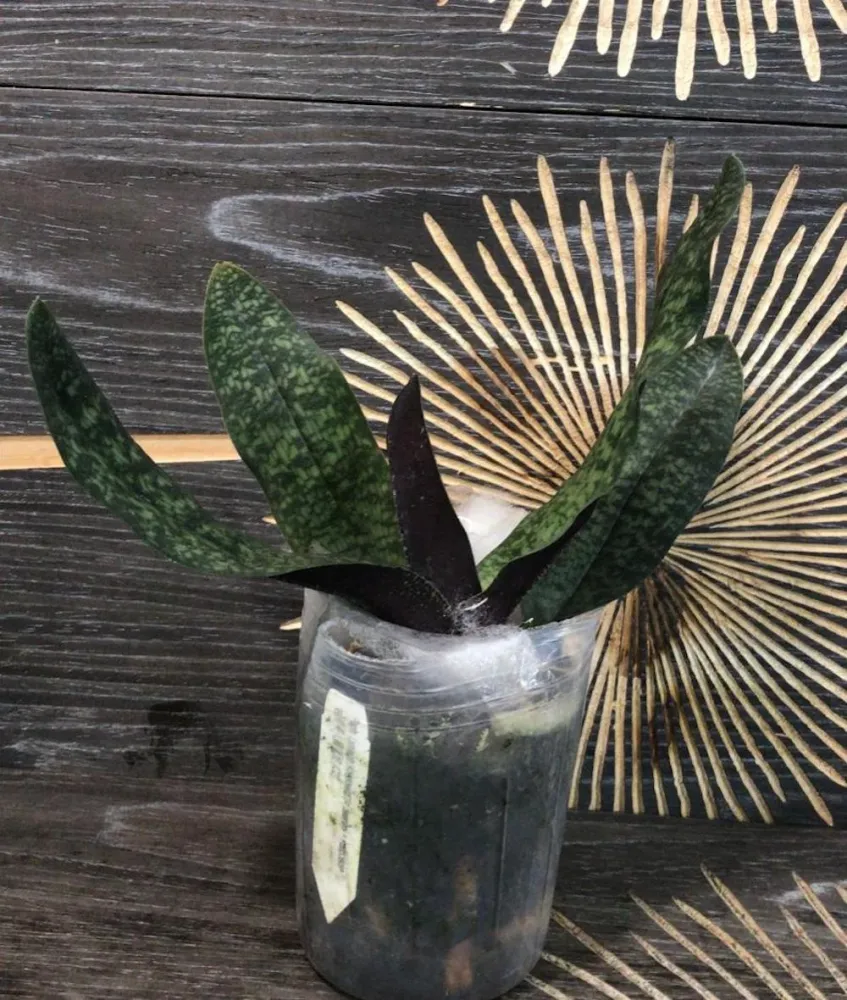Orhidee Paphiopedilum Lynleigh Koopowitz (delenatii × malipoense ) parfumat