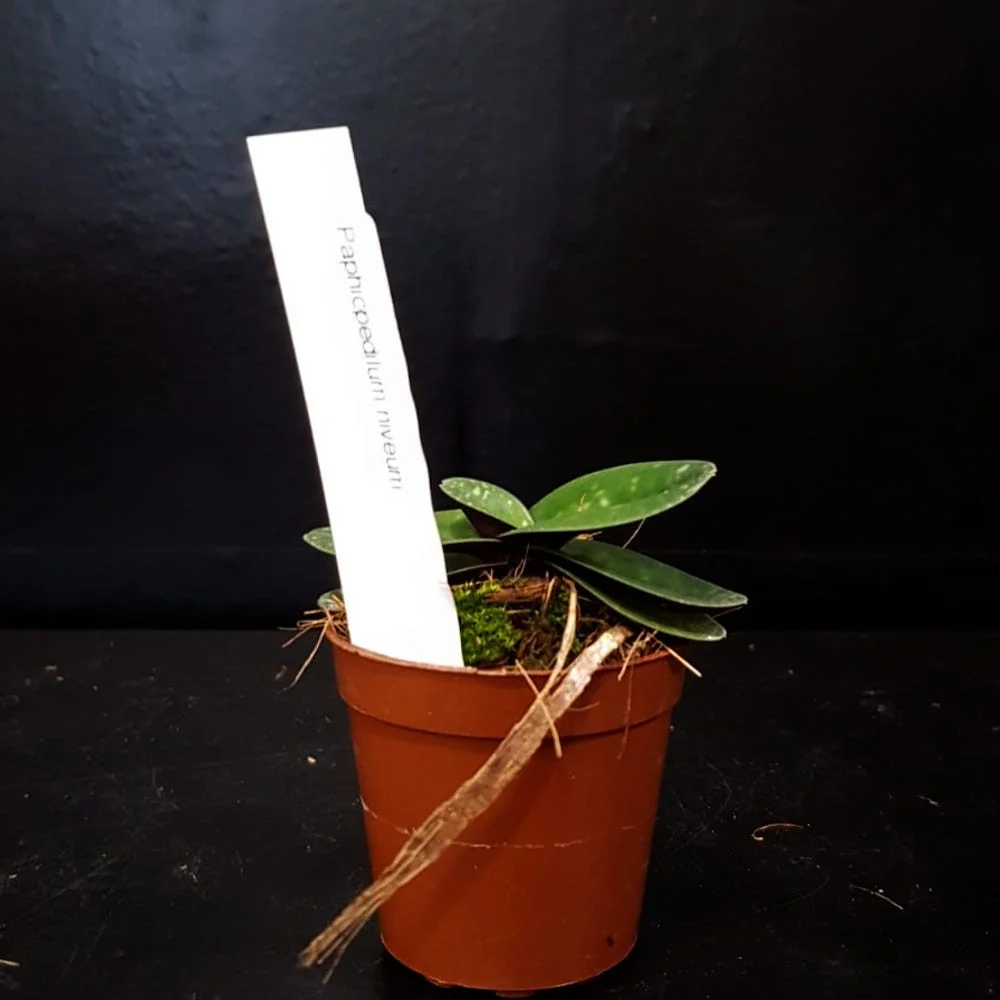 Orhidee Paphiopedilum niveum