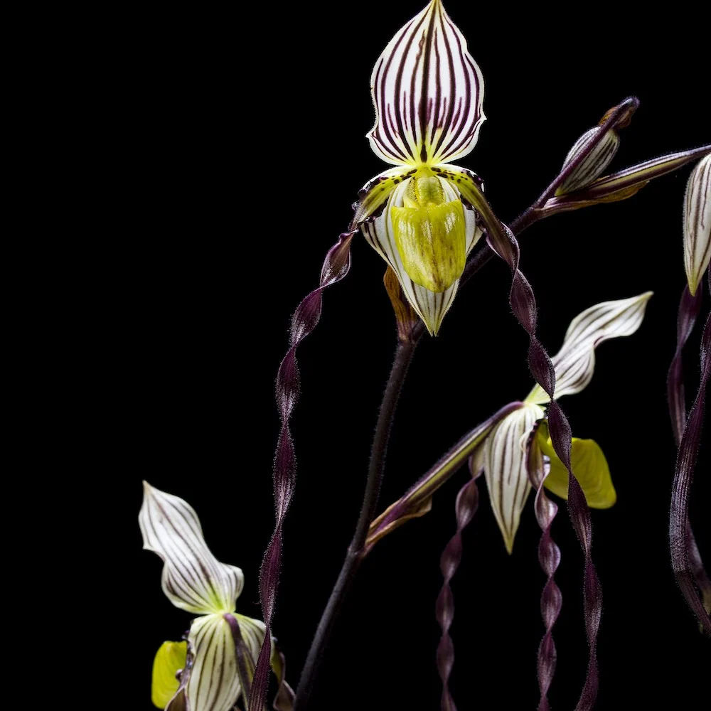 Orhidee Paphiopedilum philippinense (secvential/multiflower)