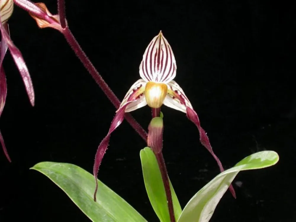 Orhidee Paphiopedilum philippinense (secvential/multiflower)