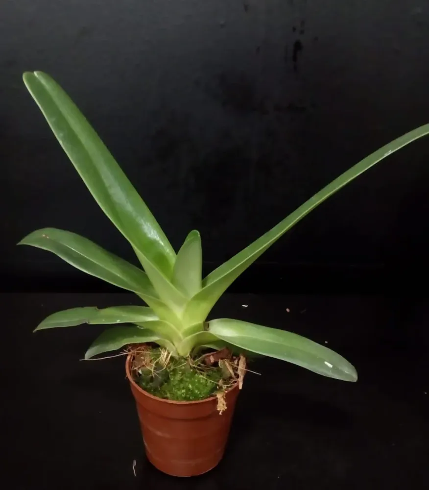 Orhidee Paphiopedilum philippinense (secvential/multiflower)