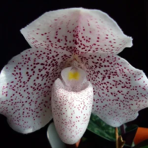 Orhidee Paphiopedilum Psyche (niveum x bellatulum)