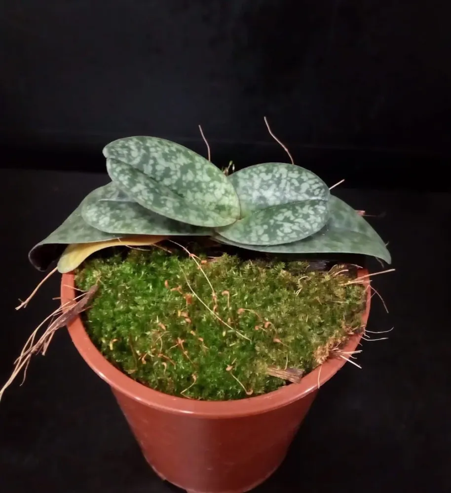 Orhidee Paphiopedilum wenshanense