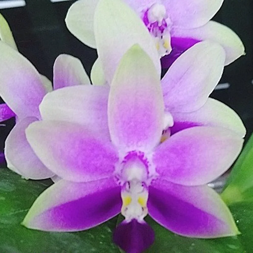 Orhidee Phalaenopsis (Dtps.) Purple Martin '517'