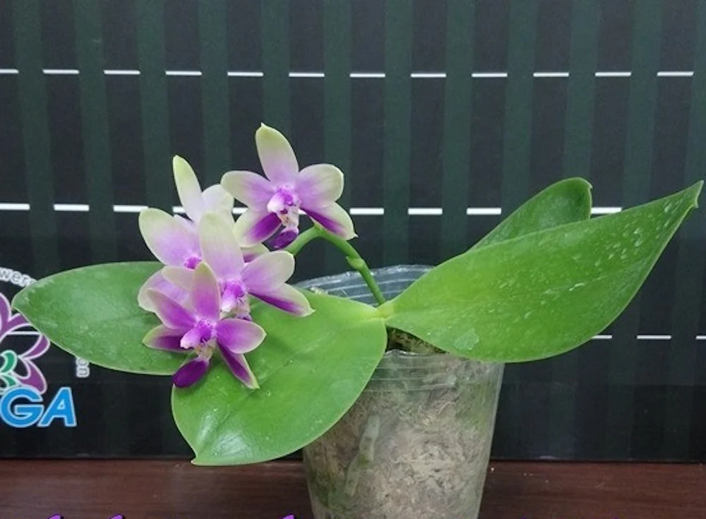 Orhidee Phalaenopsis (Dtps.) Purple Martin '517'