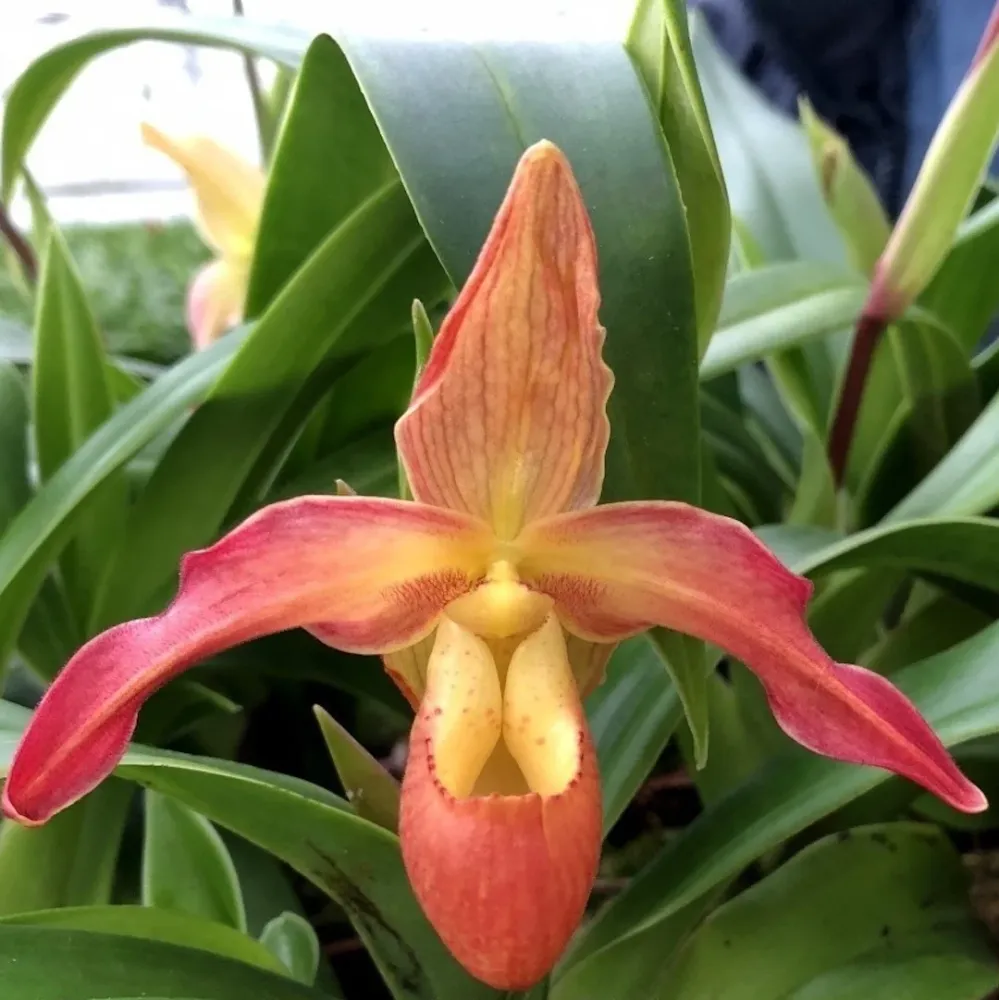 Orhidee Phragmipedium Longifolium x Saint Ouen (Secvential/Multiflower)