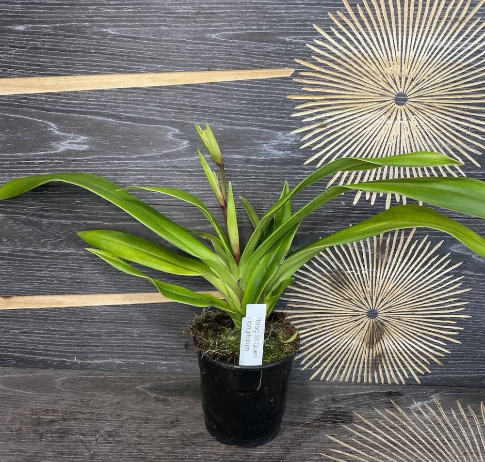 Orhidee Phragmipedium Longifolium x Saint Ouen (Secvential/Multiflower)