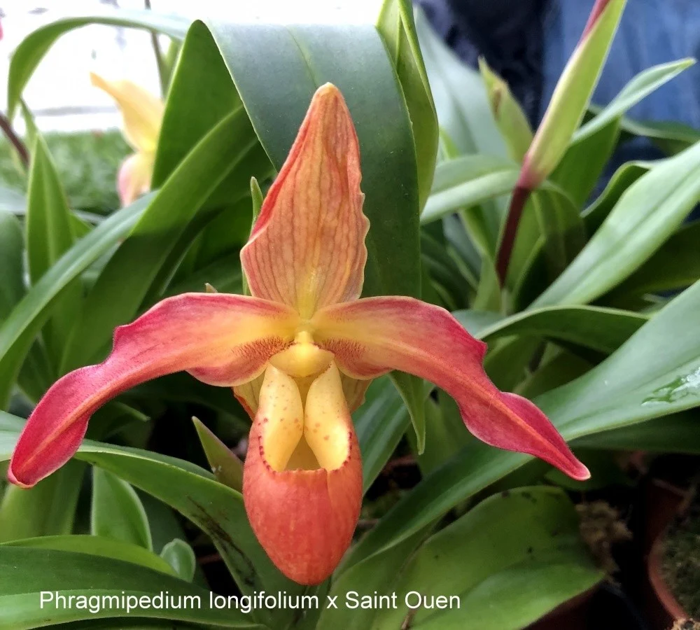Orhidee Phragmipedium Longifolium x Saint Ouen (Secvential/Multiflower)