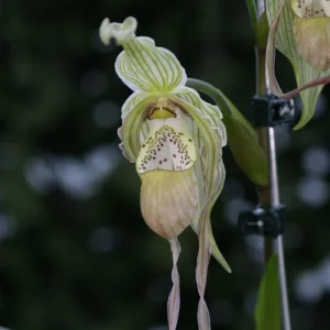 Orhidee Phragmipedium Pearcei x Wallisii