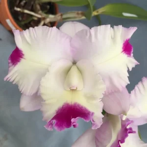 Orhidee Lc. Pink Spice Kitty