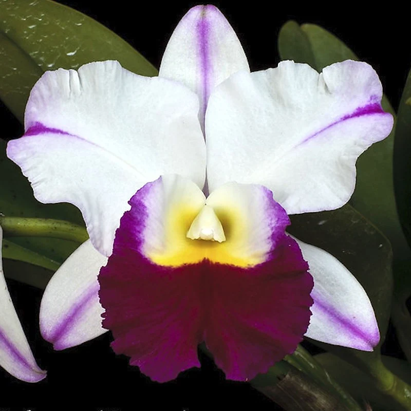 Orhidee Rlc. Memoria Anna Balmores 'Convex' - parfumata