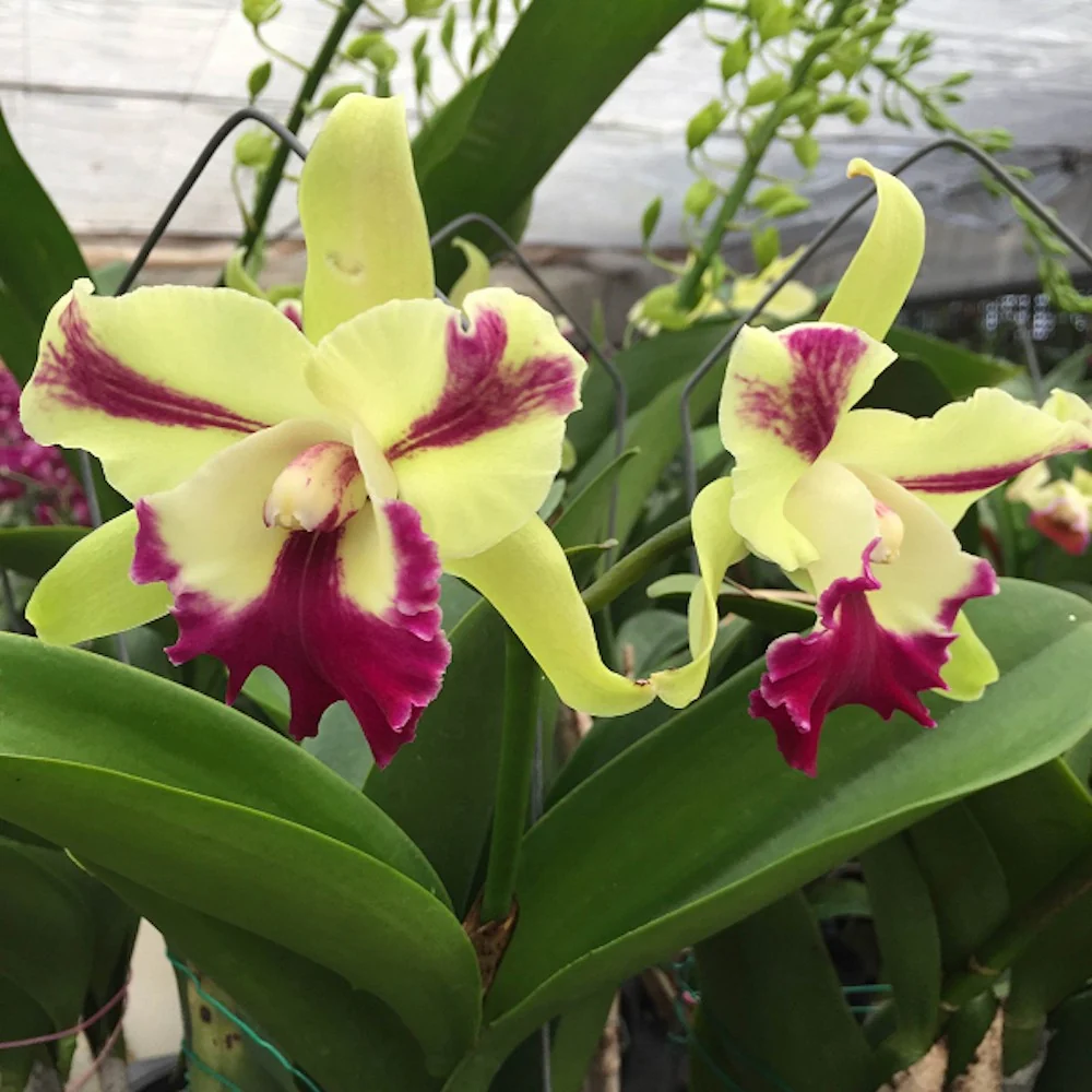 Orhidee Rlc. Penny Helen - parfum picant